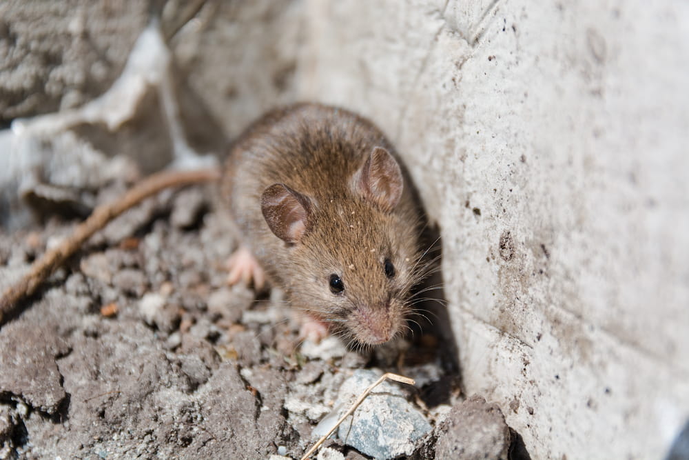 Pest Control